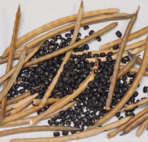 cowpeas and cowpea pods