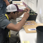 Seth Abugho examining at plant leaf
