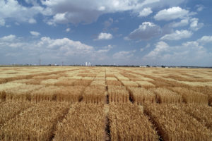 wheat research plots