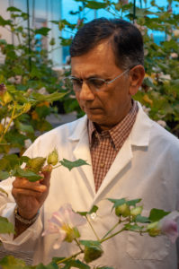 Dr. Keerti Rathore looking at immature cotton boll