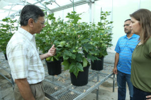 Dr. Rathore and two others in a greenhouse with cotton plants