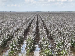 field full of soaked cotton
