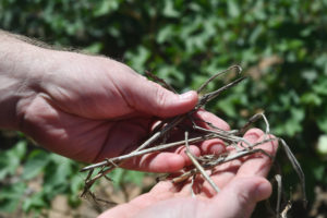hands holding crop residue