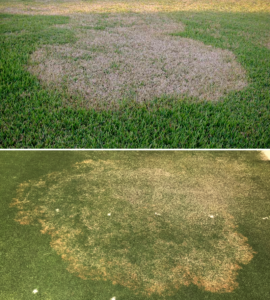 two pictures of grass with a large dead area