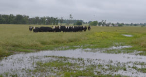 cattle in flooded pasture