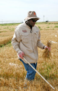 young man in wheat field
