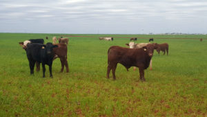 cattle in wheat pasture