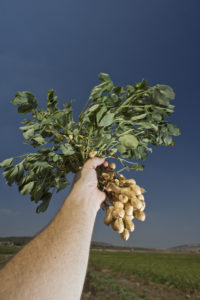 mature peanut plants in a farmer's hand
