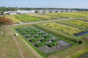 aerial view of rice research fields
