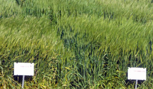 wheat in field