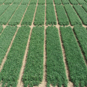 aerial view of wheat field
