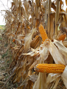 corn stalks with mature ears