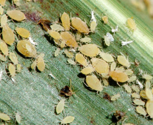 sugarcane aphids on leaf