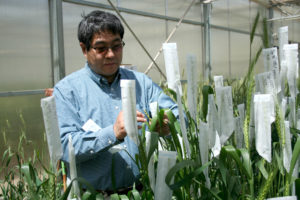 man with wheat in greenhouse