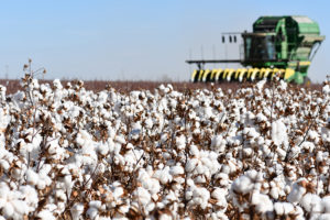 cotton in field with harvester in background