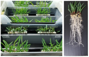 trays with plants growing in them beside a picture of seedlings with long roots