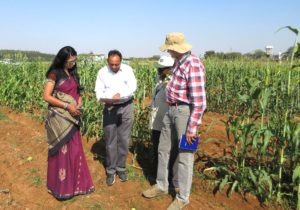 woman and three men in sorghum field