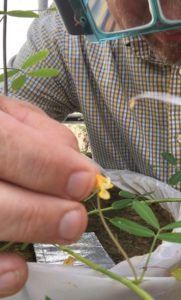 hand pollinating a peanut flower