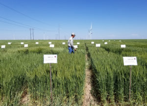 man walking through wheat research plots