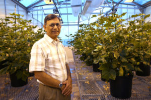 man in greenhouse with cotton plants in pots