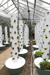 tower garden with seedlings