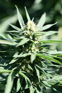hemp flower