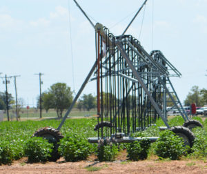 linear irrigation system with sprinkler heads close to ground