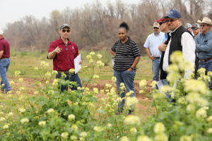 group of people looking at mustard plants