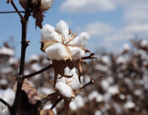 cotton boll ready to harvest