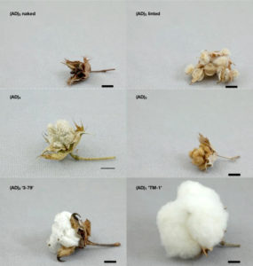 five different species of cotton