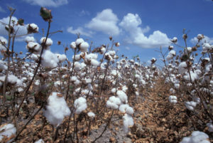defoliated cotton field