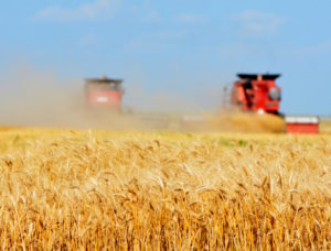 two combines in wheat field