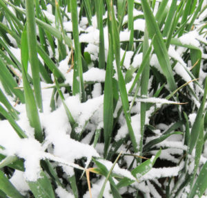 close-up of wheat covered in snow