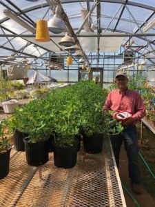 man in greenhouse with peanut plants