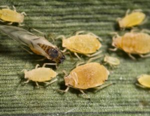 Sugarcane aphids on sorghum leaf