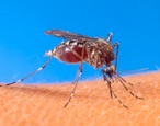 757px-Aedes_aegypti_biting_human https://college.agrilife.org/vectorbiology/wp-content/uploads/sites/53/2016/06/757px-Aedes_aegypti_biting_human.jpg