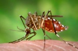 https://college.agrilife.org/vectorbiology/wp-content/uploads/sites/53/2016/06/Aedes_aegypti_during_blood_meal.jpg