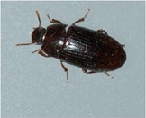 Crippen Alphitobius https://college.agrilife.org/vectorbiology/wp-content/uploads/sites/53/2016/06/Crippen-Alphitobius.jpg