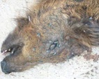 https://college.agrilife.org/vectorbiology/wp-content/uploads/sites/53/2016/06/flies-on-pig.jpg