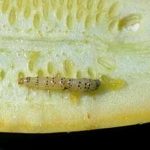 Pickle Worm | Vegetable IPM